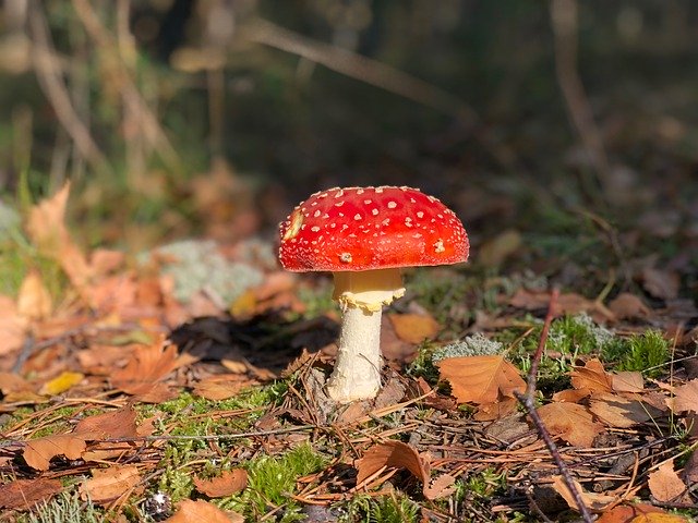 Free download Mushroom Deadly Poison -  free photo or picture to be edited with GIMP online image editor