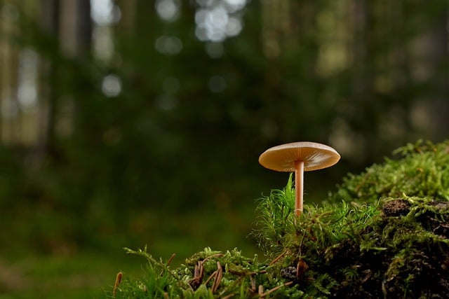 Free download mushroom disc fungus forest floor free picture to be edited with GIMP free online image editor