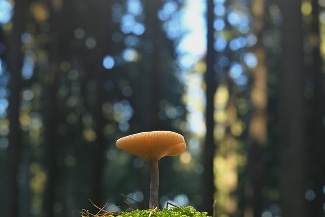 Free download mushroom disc fungus forest moss free picture to be edited with GIMP free online image editor