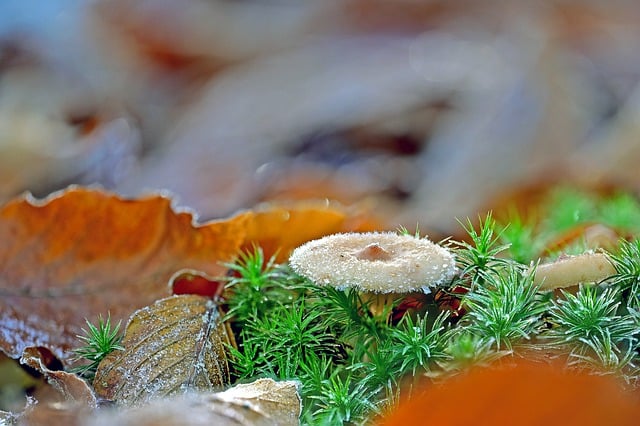 Free download mushroom disc fungus hoarfrost free picture to be edited with GIMP free online image editor