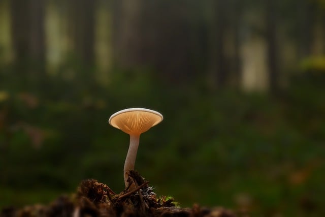 Free graphic mushroom disc fungus light root to be edited by GIMP free image editor by OffiDocs