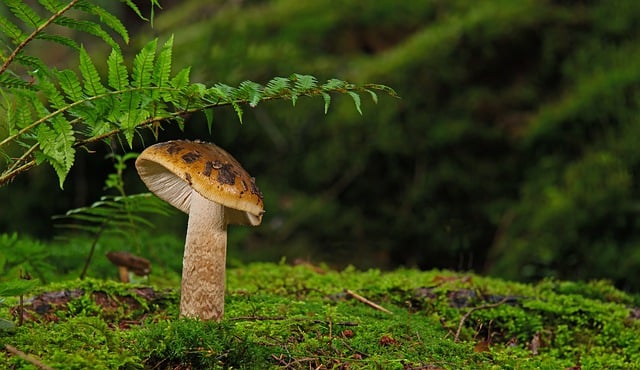 Unduh gratis gambar jamur cakram jamur pakis jamur gratis untuk diedit dengan editor gambar online gratis GIMP