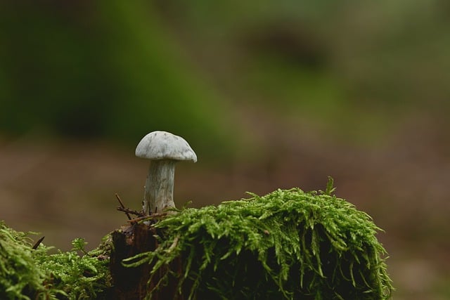 Téléchargement gratuit d'une image gratuite de racine de mousse de champignon de disque de champignon à modifier avec l'éditeur d'images en ligne gratuit GIMP