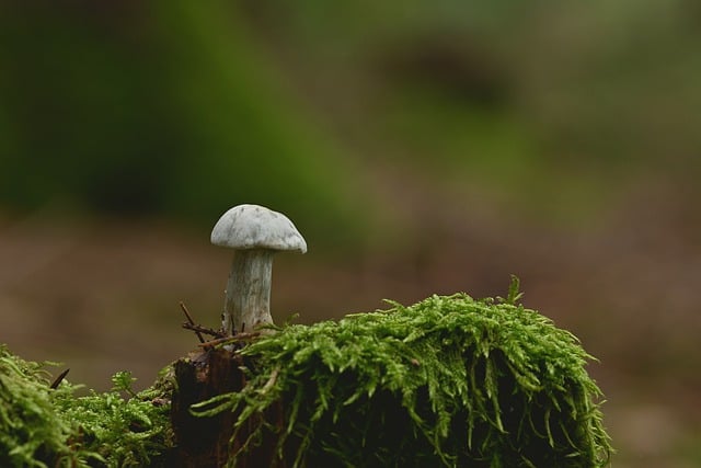 Free download mushroom disc fungus moss root free picture to be edited with GIMP free online image editor