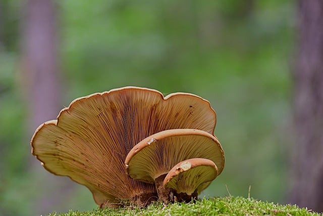 Baixe gratuitamente a imagem gratuita do cogumelo do disco do fungo da árvore do cogumelo para ser editada com o editor de imagens on-line gratuito do GIMP