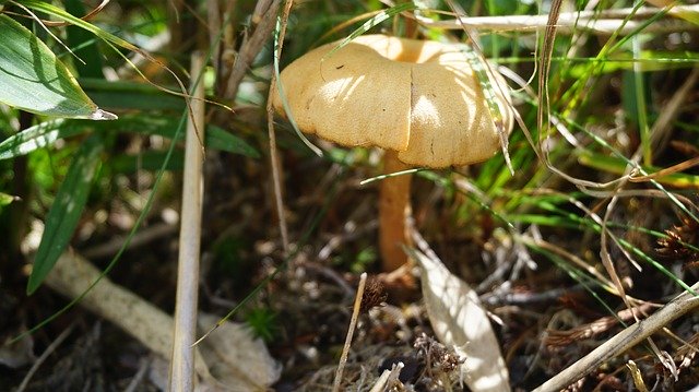 Free download Mushroom Dwarf Umbrella Natural -  free photo or picture to be edited with GIMP online image editor