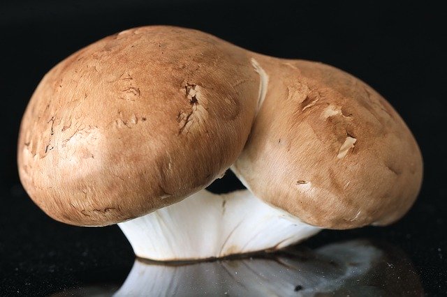 Free download Mushroom Eat Food -  free photo or picture to be edited with GIMP online image editor