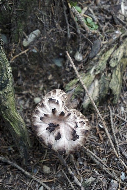 دانلود رایگان Mushroom Edible Hawk Look - عکس یا عکس رایگان رایگان برای ویرایش با ویرایشگر تصویر آنلاین GIMP