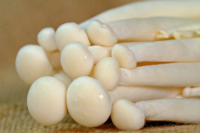 Free download mushroom edible vegetable food free picture to be edited with GIMP free online image editor