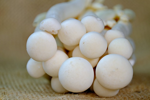 Free download mushroom edible vegetable mycology free picture to be edited with GIMP free online image editor