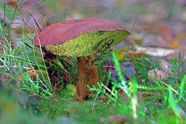 Free download mushroom fall forest collect free picture to be edited with GIMP free online image editor