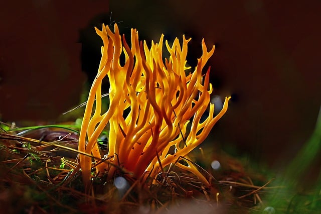 Free download mushroom fall forest floor deadwood free picture to be edited with GIMP free online image editor