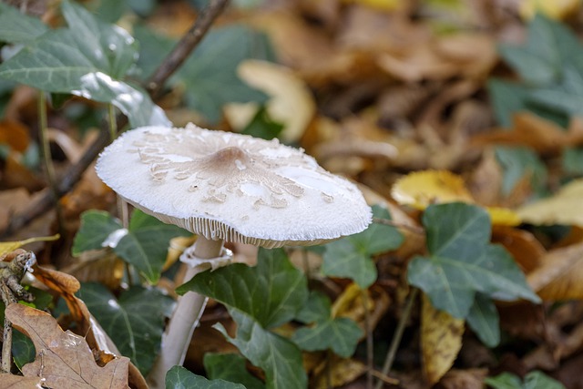 Free download mushroom fall growth mycology free picture to be edited with GIMP free online image editor