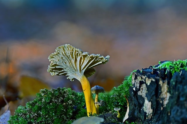 Free download mushroom fall nature disc fungus free picture to be edited with GIMP free online image editor