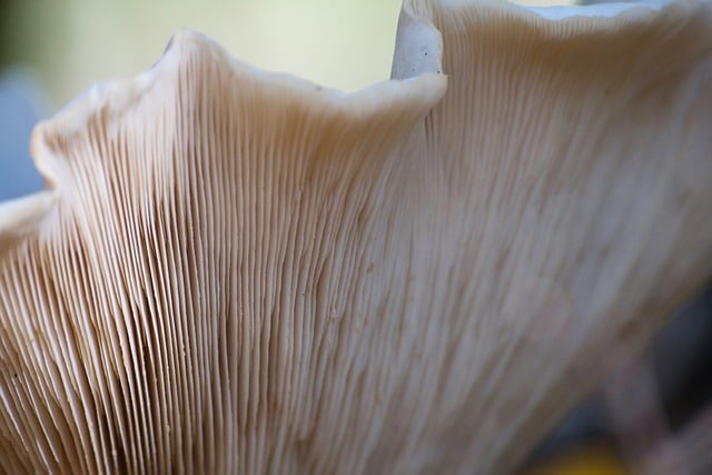 Бесплатно скачать гриб осенние рейки лесной гриб бесплатное изображение для редактирования в GIMP бесплатный онлайн-редактор изображений