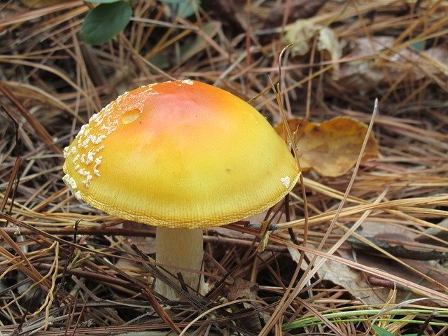 Free download Mushroom Field Orange -  free photo or picture to be edited with GIMP online image editor