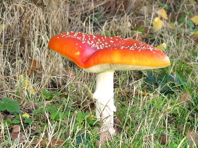 Free download Mushroom Fly Agaric Toxic -  free photo or picture to be edited with GIMP online image editor
