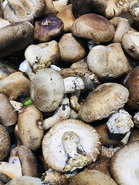 Free download Mushroom Food Cooking -  free free photo or picture to be edited with GIMP online image editor