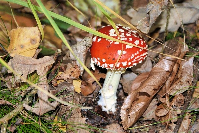 دانلود رایگان Mushroom Forest - عکس یا عکس رایگان قابل ویرایش با ویرایشگر تصویر آنلاین GIMP