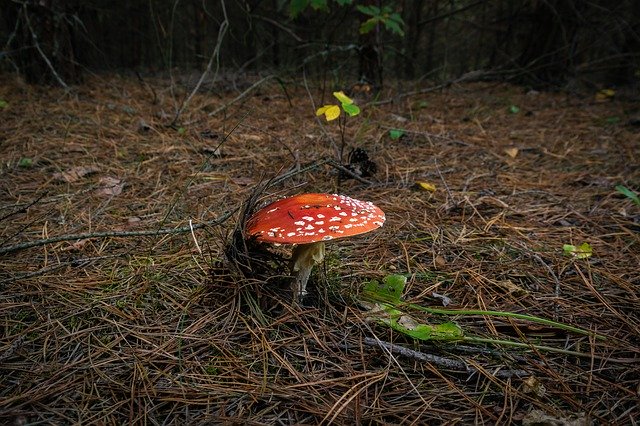قم بتنزيل Mushroom Forest Amanita - صورة مجانية أو صورة مجانية ليتم تحريرها باستخدام محرر الصور عبر الإنترنت GIMP