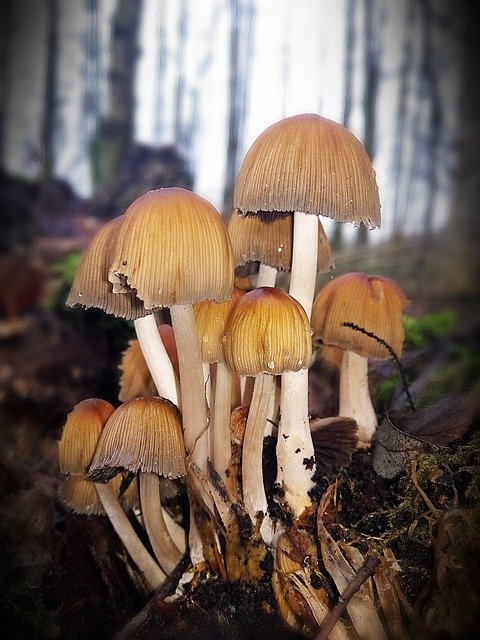 Free picture Mushroom Forest Closeup -  to be edited by GIMP free image editor by OffiDocs