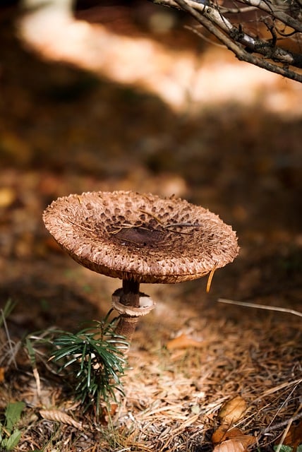 Baixe gratuitamente a imagem gratuita da paisagem de outono da floresta de cogumelos para ser editada com o editor de imagens on-line gratuito do GIMP