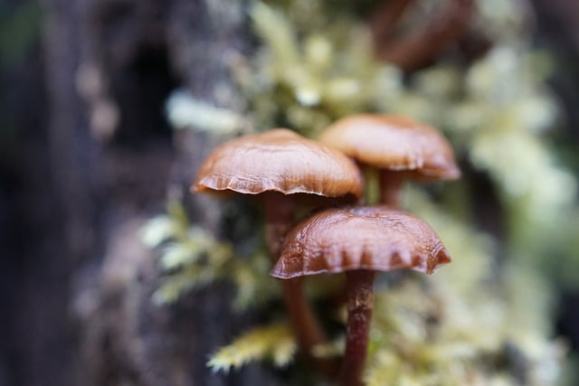 Free download mushroom forest fall mycology free picture to be edited with GIMP free online image editor