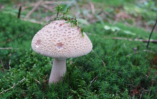 Descărcare gratuită Mushroom Forest Floor - fotografie sau imagini gratuite pentru a fi editate cu editorul de imagini online GIMP