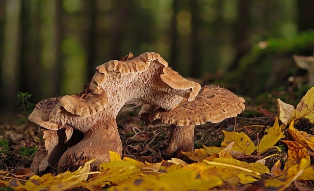 Free download mushroom forest floor stubble free picture to be edited with GIMP free online image editor