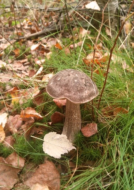 Unduh gratis Mushroom Forest Glade - foto atau gambar gratis untuk diedit dengan editor gambar online GIMP