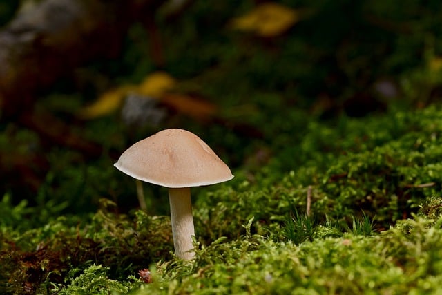 Free download mushroom forest mushroom moss free picture to be edited with GIMP free online image editor