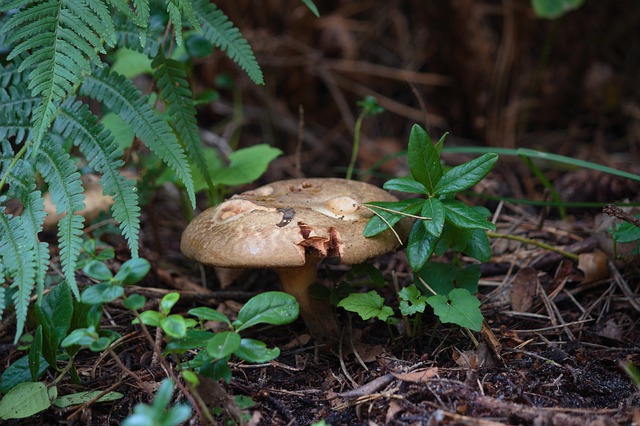 Free download mushroom forest mycology autumn free picture to be edited with GIMP free online image editor