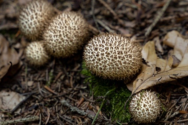 Kostenloser Download Mushroom Forest Nature Close - kostenloses Foto oder Bild zur Bearbeitung mit GIMP Online-Bildbearbeitung