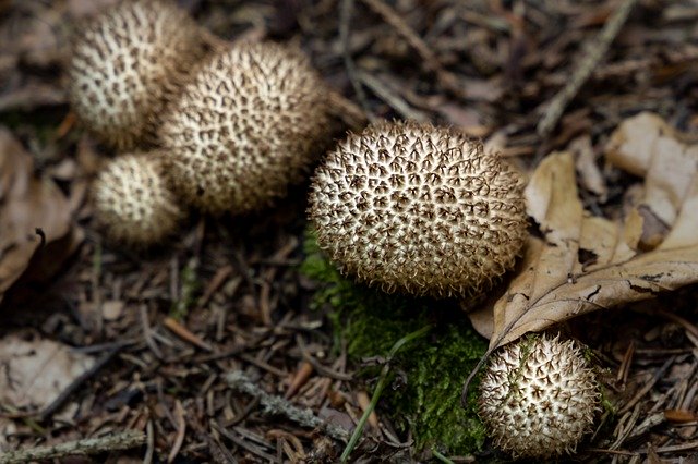 Free download Mushroom Forest Nature Close -  free photo or picture to be edited with GIMP online image editor