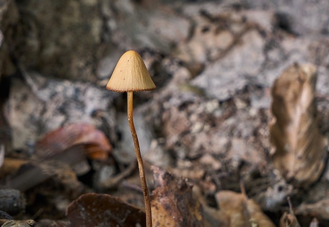 Free download mushroom forest nature fungus free picture to be edited with GIMP free online image editor