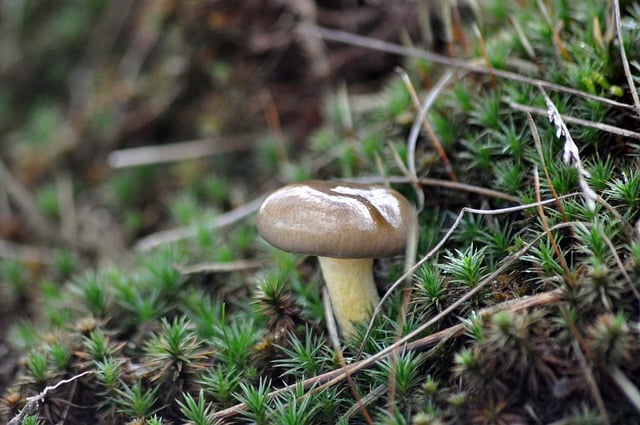 Free download mushroom forest nature grass free picture to be edited with GIMP free online image editor