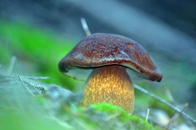 Free download mushroom forest nature mycology free picture to be edited with GIMP free online image editor