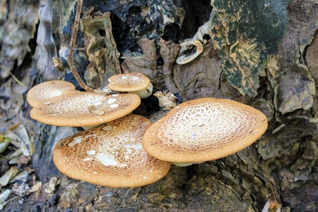 Free download Mushroom Forests Tribe Tree -  free photo or picture to be edited with GIMP online image editor