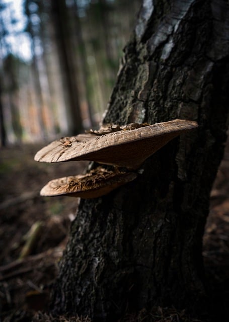 Free download mushroom forest tree cold winter free picture to be edited with GIMP free online image editor