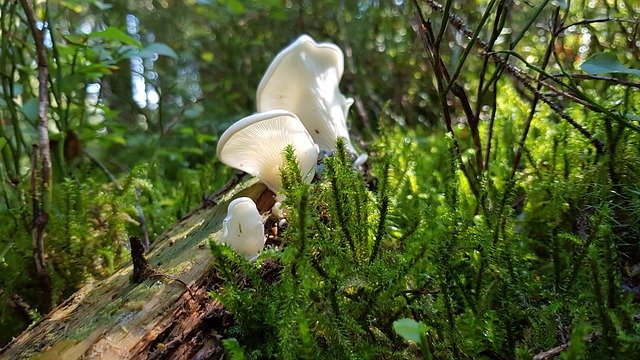 Muat turun percuma Mushroom Forest White - foto atau gambar percuma untuk diedit dengan editor imej dalam talian GIMP