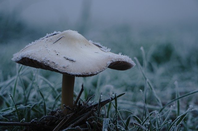 Free download Mushroom Frost -  free free photo or picture to be edited with GIMP online image editor