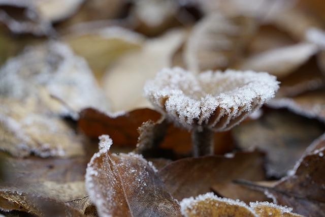 Free download mushroom frost winter ice crystals free picture to be edited with GIMP free online image editor