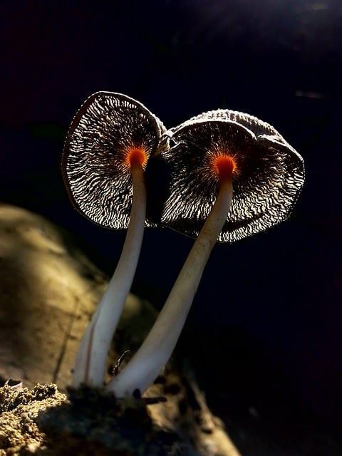 Free download mushroom fungal moss fairy fantasy free picture to be edited with GIMP free online image editor