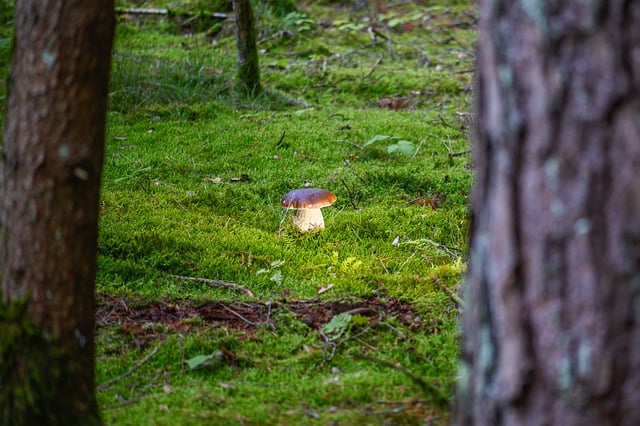 Free download mushroom fungal science free picture to be edited with GIMP free online image editor