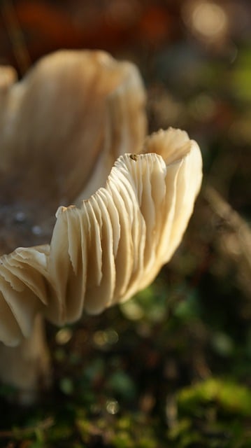 Download gratuito di funghi funghi autunno bokeh foto gratis da modificare con l'editor di immagini online gratuito di GIMP