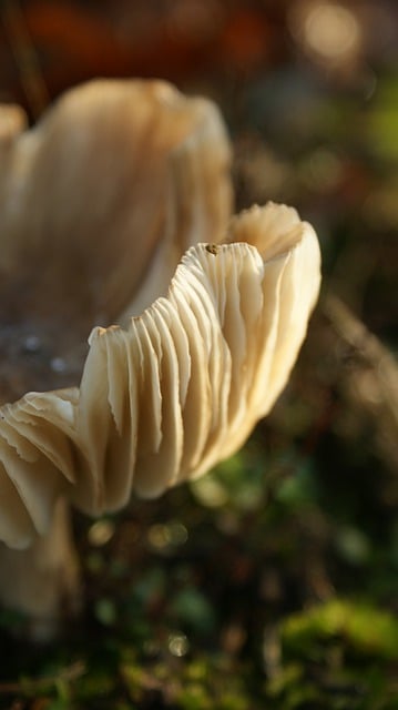 Free download mushroom fungi autumn bokeh free picture to be edited with GIMP free online image editor