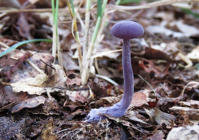 Free download Mushroom Fungi Forest -  free free photo or picture to be edited with GIMP online image editor