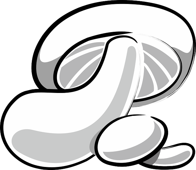 Free download Mushroom Fungi Fungus - Free vector graphic on Pixabay free illustration to be edited with GIMP free online image editor