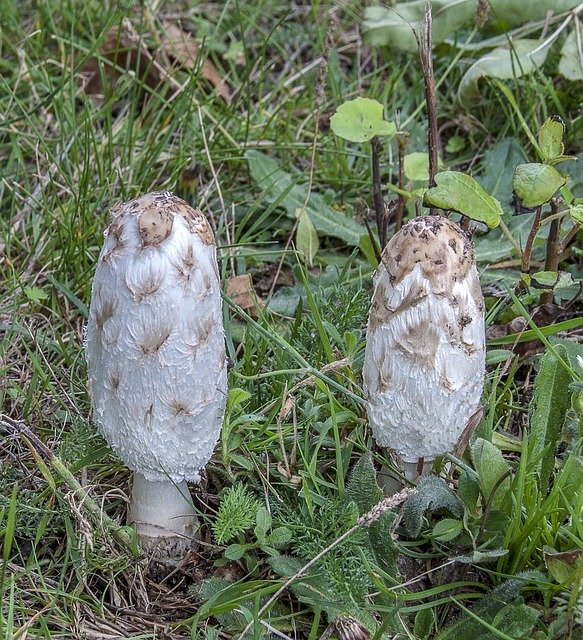 Free download Mushroom Fungi Ink-Cap -  free photo or picture to be edited with GIMP online image editor