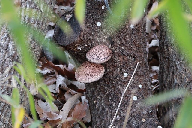 Безкоштовно завантажте Mushroom Fungi Mushrooms - безкоштовну фотографію або зображення для редагування за допомогою онлайн-редактора зображень GIMP